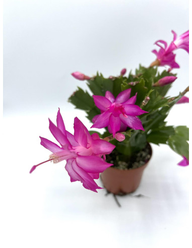 copy of Pianta Aeschynanthus marmoratus