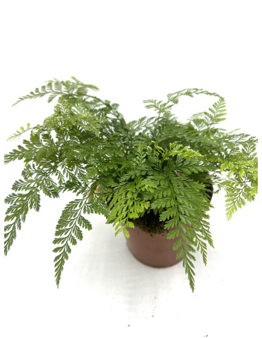 Vendita Pianta Davallia Vaso 12cm-Piante Verdi Online|Mondo Piante