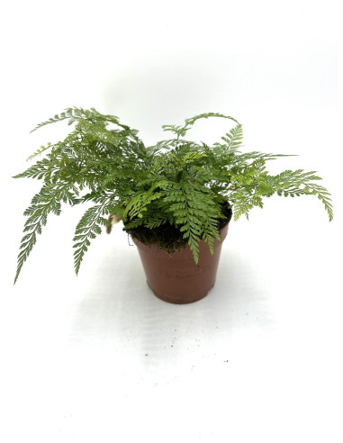 Vendita Pianta Davallia Vaso 12cm-Piante Verdi Online|Mondo Piante