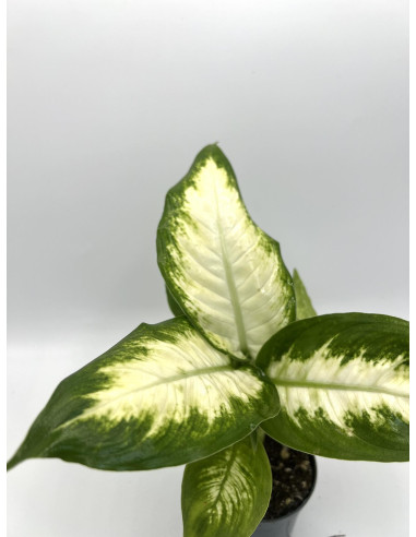 Pianta Dieffenbachia Camilla Vaso 9cm