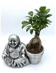 Bonsai Ficus micr. Ginseng...
