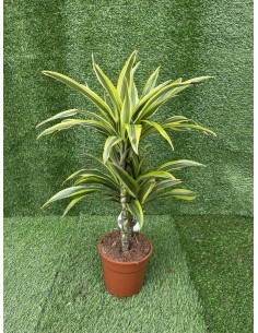 copy of Dracaena plant 2