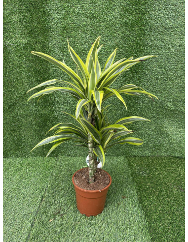 Vendita Pianta Dracaena Lemon Lime 21cm-Piante Verdi|Mondo Piante