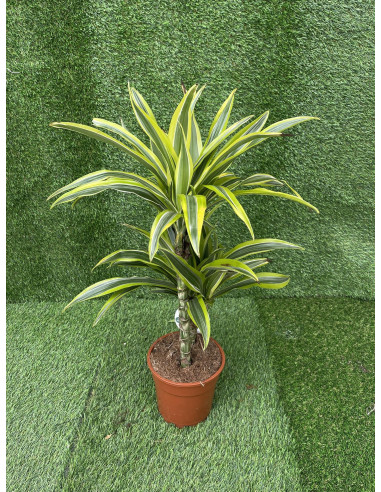 Vendita Pianta Dracaena Lemon Lime 21cm-Piante Verdi|Mondo Piante