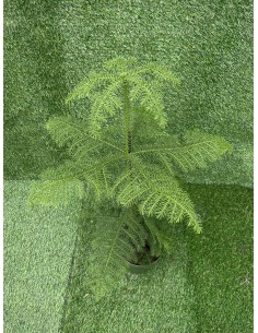 Pianta Araucaria... 2