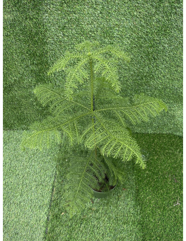 Sale of Alocasia Bambino Plant - Green Plants | World of Plants