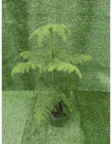 Sale of Alocasia Bambino Plant - Green Plants | World of Plants