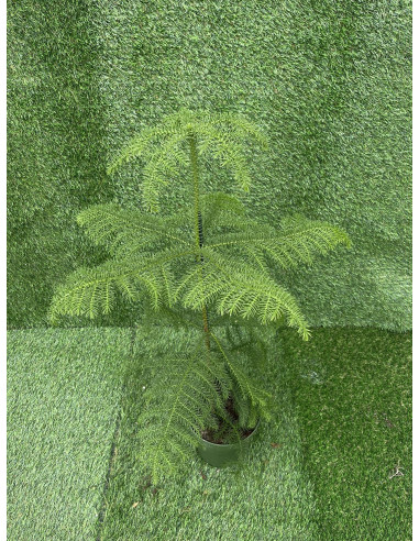 Sale of Alocasia Bambino Plant - Green Plants | World of Plants