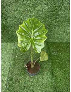 Pianta Alocasia Portodora...