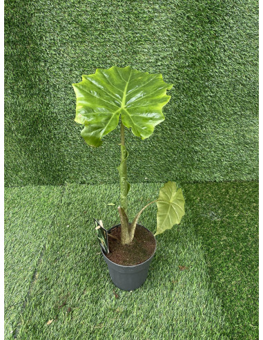 Sale of Alocasia Portadora Plant - Green Plants | World of Plants