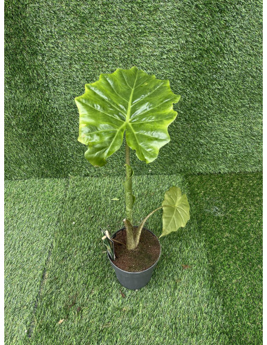 Sale of Alocasia Portadora Plant - Green Plants | World of Plants