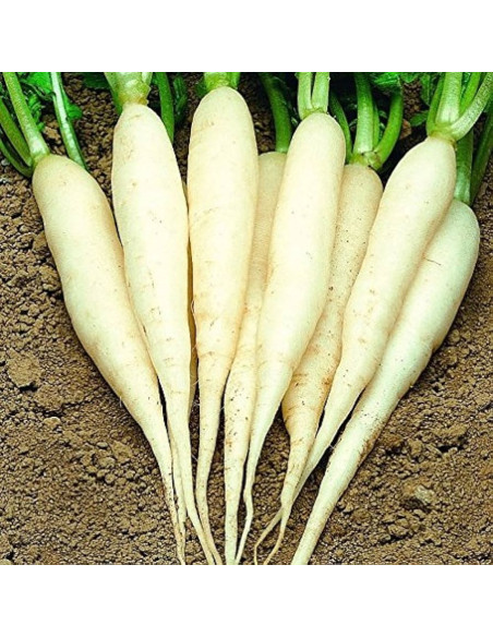 Vendita Semi di Ravanello Candela di Ghiaccio-Semi Orto|Mondo Piante