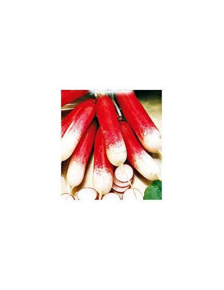 National Radish Seeds for Sale-Seeds Online | Mondo Piante
