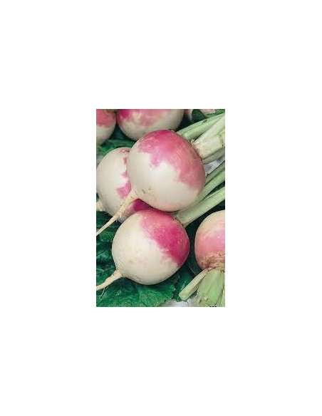 White Vienna Turnip Cabbage Seeds for Sale-Seeds Online | Mondo Piante