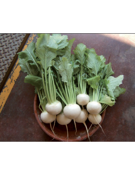 White Vienna Turnip Cabbage Seeds for Sale-Seeds Online | Mondo Piante