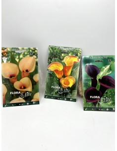 Bulbi di Calla -... 2