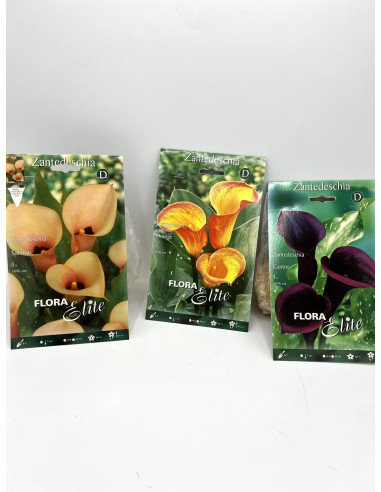 Dimorfoteca  Seeds for Sale-Seeds Online|Mondo Piante