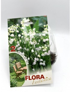 copy of Dimorfoteca Seeds