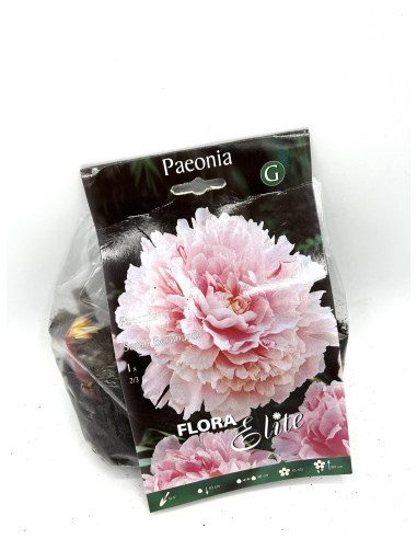 Vendita OnLine Bulbi di Peonia-Bulbi da fiore|Vivaio Mondo Piante