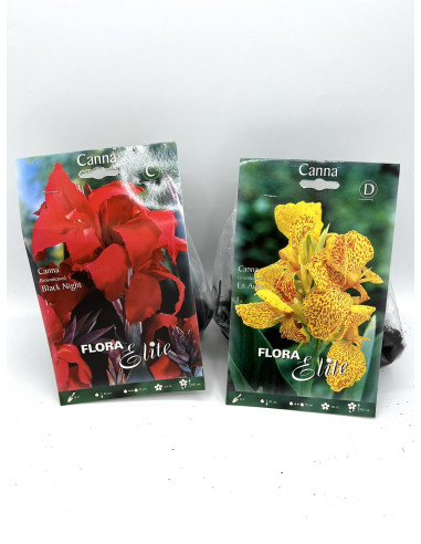Vendita OnLine Bulbi di Canna-Bulbi da fiore|Vivaio Mondo Piante