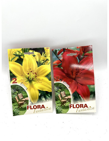 Vendita Bulbi di Lilium 2 Bulbi-Bulbi da fiore|Vivaio Mondo Piante