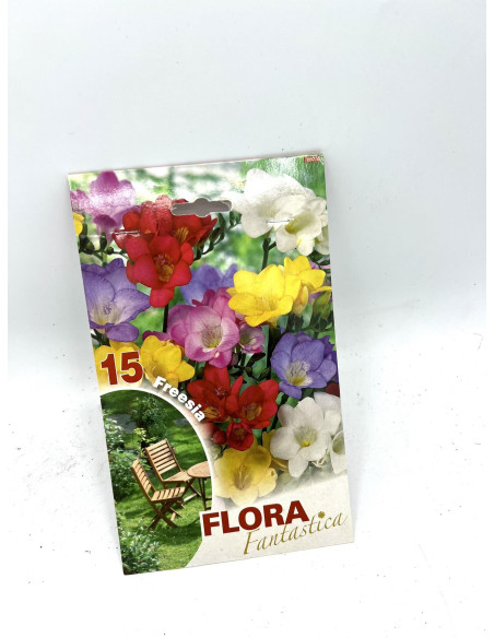 Vendita OnLine Bulbi di Fresia - Bulbi da fiore|Vivaio Mondo Piante