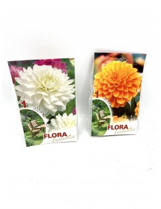 copy of Dimorfoteca Seeds