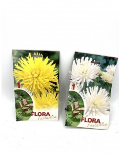 copy of Dimorfoteca Seeds 2