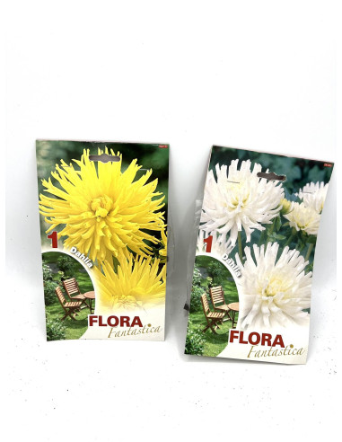 Dimorfoteca  Seeds for Sale-Seeds Online|Mondo Piante