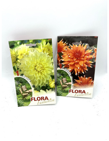 Vendita Online 1 Bulbo di Dalia-Bulbi da fiore|Vivaio Mondo Piante
