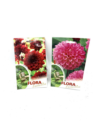 Vendita Online 1 Bulbo di Dalia-Bulbi da fiore|Vivaio Mondo Piante