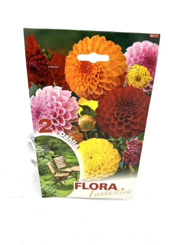 Dimorfoteca  Seeds for Sale-Seeds Online|Mondo Piante