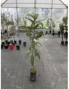Albero di Nespolo Giapponese 3 Anni | Piante da Frutto | Mondo Piante