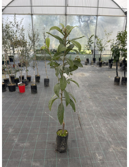 Albero di Nespolo Giapponese 3 Anni | Piante da Frutto | Mondo Piante