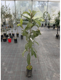 Albero di Nespolo Giapponese 3 Anni | Piante da Frutto | Mondo Piante 2