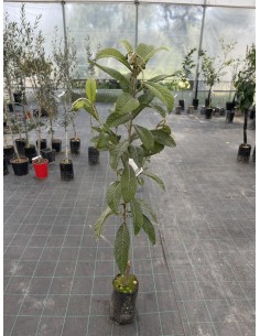 Japanese Loquat Tree 2