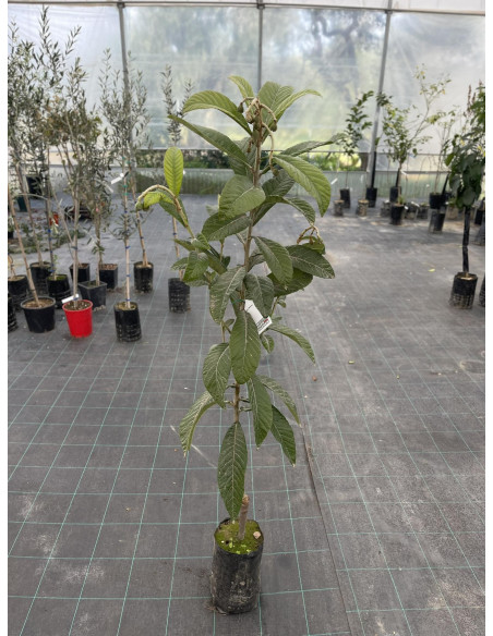 Albero di Nespolo Giapponese 3 Anni | Piante da Frutto | Mondo Piante