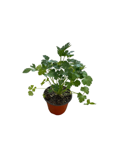 Pianta di Prezzemolo Vaso 10cm-Piante Aromatiche|Mondo Piante