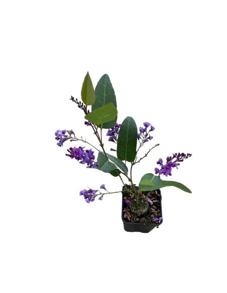 Kit 5 Piante Hardenbergia Vaso 7 cm | Mondo Piante