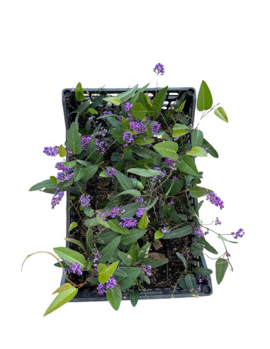 5 Piante di Hardenbergia in Vaso 7cm- Piante Rampicanti | Mondo Piante