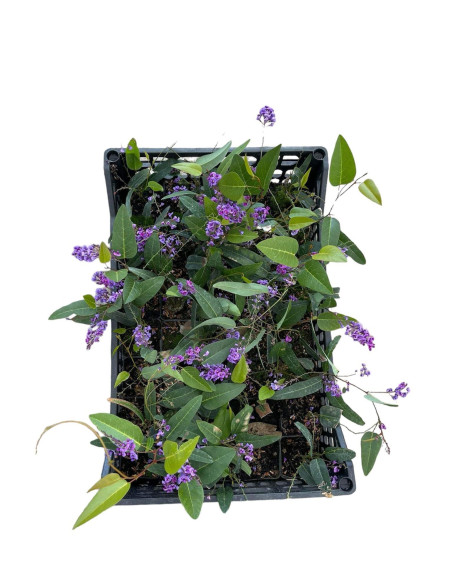 Kit 5 Piante Hardenbergia Vaso 7 cm | Mondo Piante
