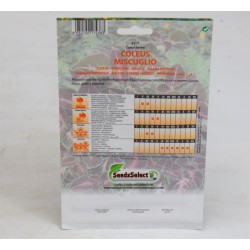 Semi di Coleus Arcobaleno 2