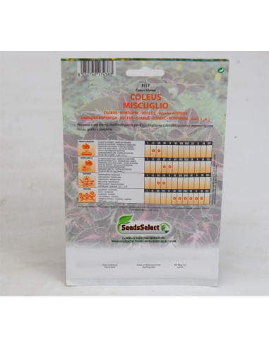 Rainbow Coleus Seeds for Sale-Seeds Online | Mondo Piante