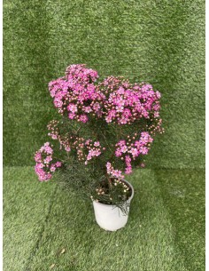 copy of Wax Flower Plant