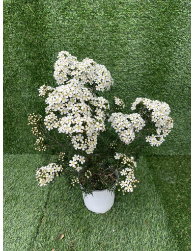 Pianta Wax Flower Vaso 17cm - Pianta Da Cespuglio|Mondo Piante