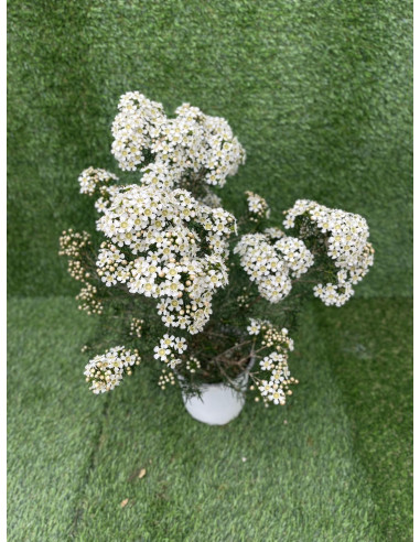 Pianta Wax Flower Vaso 17cm - Pianta Da Cespuglio|Mondo Piante