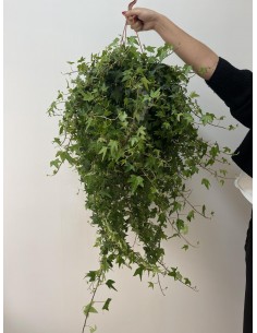 Edera Hibernica Plant Vase 7cm