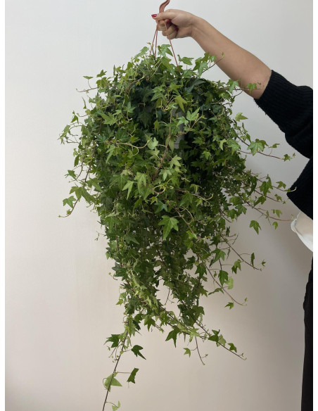Pianta Edera Pendente Vaso 19 cm | Mondo Piante