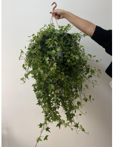 Pianta Edera Pendente Vaso 19 cm | Mondo Piante 2