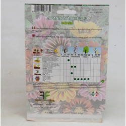 Semi Gazania 2